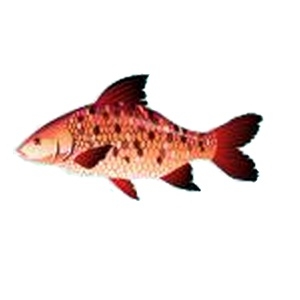 Rose Giant Carp